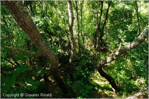 roselle_1516.jpg