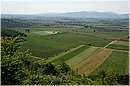 roselle_1487.jpg