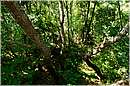 roselle_1516.jpg