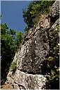 roselle_1519.jpg