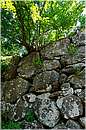 roselle_1520.jpg