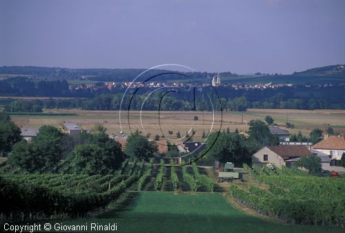 AUSTRIA - BURGENLAND - vigneti