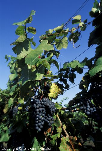 AUSTRIA - BURGENLAND - Illmitz - vigne di Willi Opitz