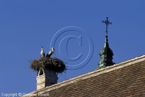 AUSTRIA - BURGENLAND - Rust am Neusiedlersee - particolare dei tetti con i nidi di cicogna e il campanile della Evang. Kirche