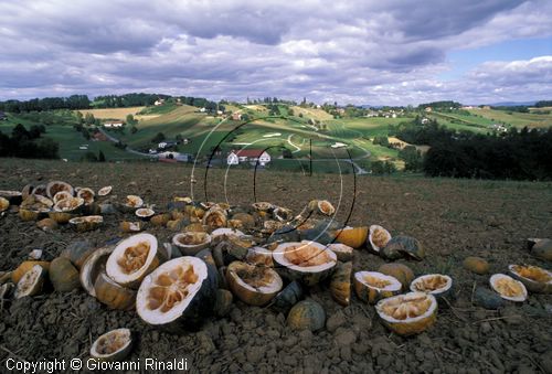 AUSTRIA - BURGENLAND - Stagersbach - zucche nella campagna circostante