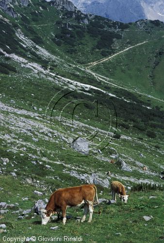 AUSTRIA - (FILZMOOS) - la valle a sud del Grosse Bischofsmutze