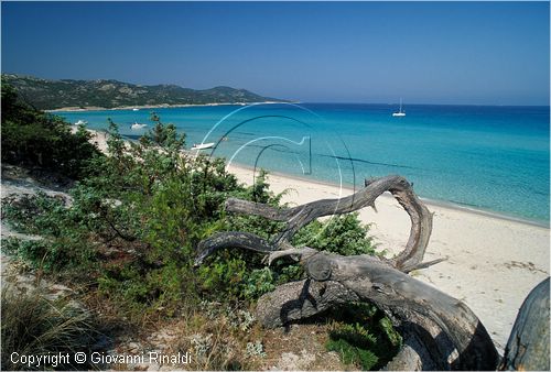 corsica_saleccia0003.jpg