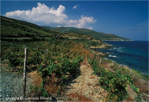 corsica_vigneti0001.jpg