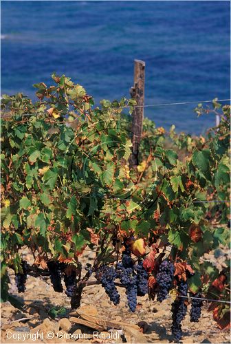 corsica_vigneti0002.jpg