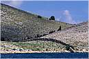 kornati0029.jpg