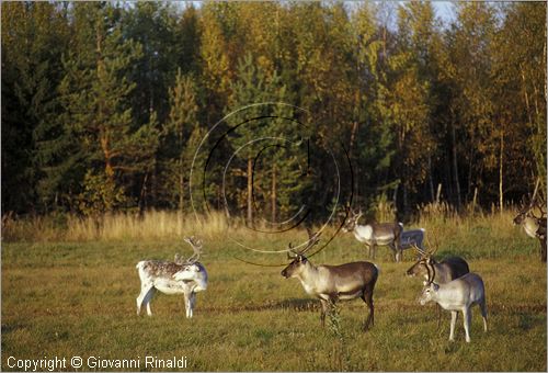 FINLAND - FINLANDIA - paesaggio con renne sulla strada tra Rello e Rovaniemi