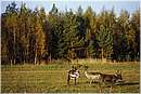finlandia_0117.jpg