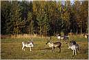 finlandia_0118.jpg