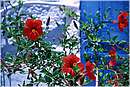 grecia_chios_0063.jpg