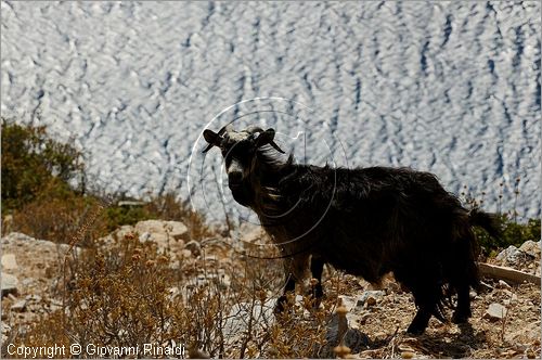 GRECIA - GREECE - Isole Cicladi - Amorgos - costa orientale