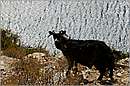 amorgos_11Y_0836mini.jpg