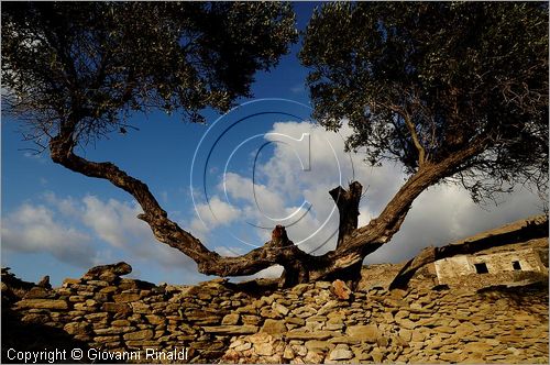 GRECIA - GREECE - Isole Cicladi - Ios - Kambos - ulivi