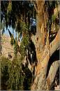 tilos_11X_8197mini.jpg