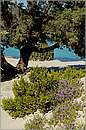 elafonisos_11X_3274mini.jpg