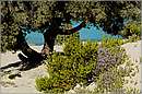 elafonisos_11X_3275mini.jpg