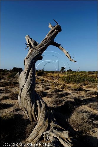 GRECIA - GREECE - Isola di Gaidouronisi detta Chrissi Island (Mar Libico a sud di Creta di fronte a Ierapetra)