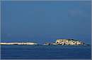 antipaxos_11X_1225mini.jpg