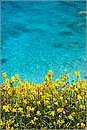 paxos_11X_1463mini.jpg