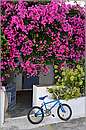 kithira_11X_3598mini.jpg