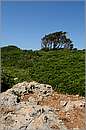 strofadi_11X_2441mini.jpg