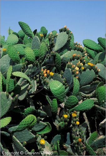 MALTA - MALTA ISLAND - campagna presso Zurrieq