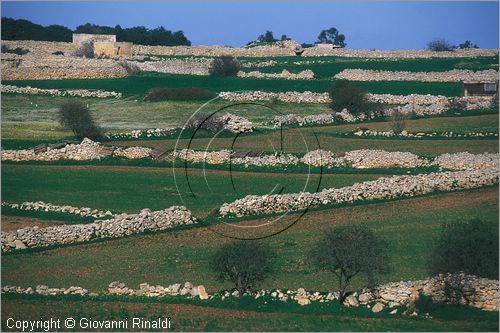 MALTA - MALTA ISLAND - campagna presso Zurrieq