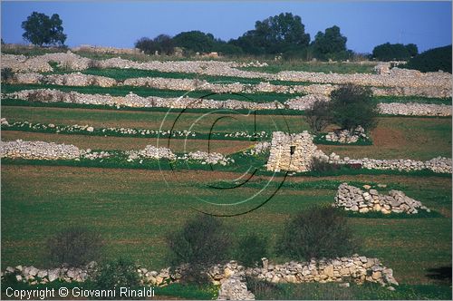 MALTA - MALTA ISLAND - campagna presso Zurrieq