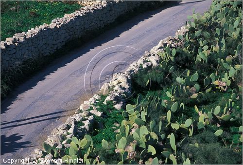 MALTA - MALTA ISLAND - campagna presso Zurrieq