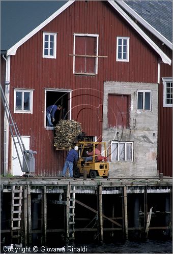 NORWAY - NORVEGIA - ISOLE LOFOTEN - Henningsvaer - lavorazione dello stoccafisso