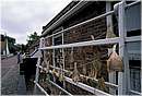 olanda_enkhuizen_0035.jpg