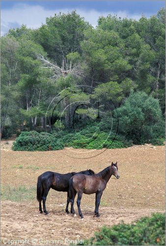 SPAIN - BALEARES MENORCA (Balearic - Minorca island) - cavalli