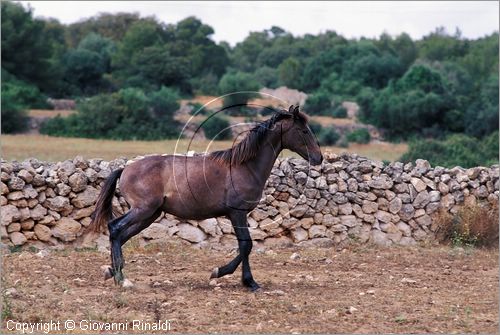 SPAIN - BALEARES MENORCA (Balearic - Minorca island) - cavalli