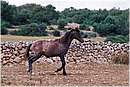 spagna_minorca0118.jpg