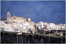 spagna_minorca0134.jpg