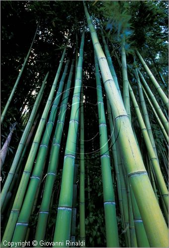 ITALY - CIVITELLA D'AGLIANO (VT) - Giardino delle sculture "La Serpara" di Paul Wiedmer & Jacqueline Dolder.
bosco di bamboo