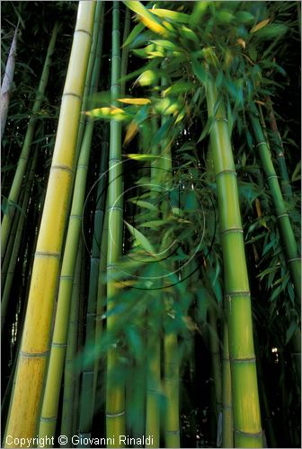 ITALY - CIVITELLA D'AGLIANO (VT) - Giardino delle sculture "La Serpara" di Paul Wiedmer & Jacqueline Dolder.
bosco di bamboo