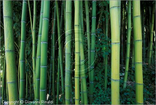 ITALY - CIVITELLA D'AGLIANO (VT) - Giardino delle sculture "La Serpara" di Paul Wiedmer & Jacqueline Dolder.
bosco di bamboo