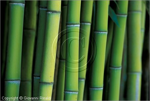 ITALY - CIVITELLA D'AGLIANO (VT) - Giardino delle sculture "La Serpara" di Paul Wiedmer & Jacqueline Dolder.
bosco di bamboo