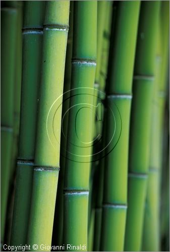 ITALY - CIVITELLA D'AGLIANO (VT) - Giardino delle sculture "La Serpara" di Paul Wiedmer & Jacqueline Dolder.
bosco di bamboo