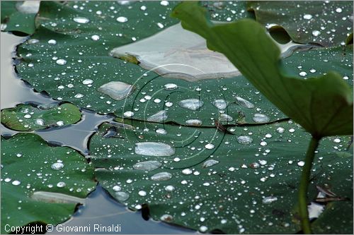 ITALY - MARTA (VT) - Giardino della Cannara - ricavato dai coniugi Mirella e Massimo Faggiani intorno alla loro casa, un'antica peschiera sul fiume Marta forse di origine etrusca.
ninfee