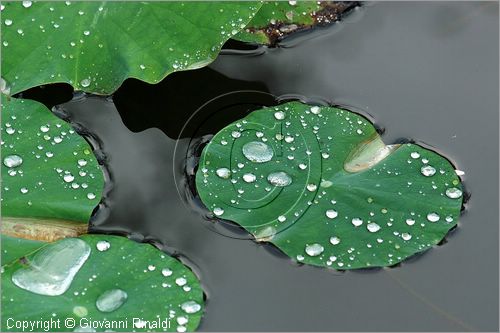 ITALY - MARTA (VT) - Giardino della Cannara - ricavato dai coniugi Mirella e Massimo Faggiani intorno alla loro casa, un'antica peschiera sul fiume Marta forse di origine etrusca.
ninfee