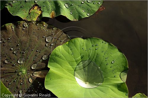 ITALY - MARTA (VT) - Giardino della Cannara - ricavato dai coniugi Mirella e Massimo Faggiani intorno alla loro casa, un'antica peschiera sul fiume Marta forse di origine etrusca.
ninfee