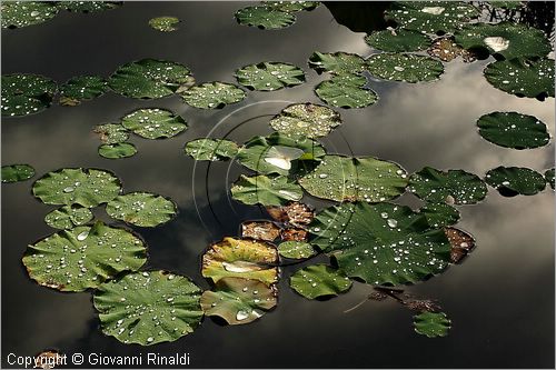 ITALY - MARTA (VT) - Giardino della Cannara - ricavato dai coniugi Mirella e Massimo Faggiani intorno alla loro casa, un'antica peschiera sul fiume Marta forse di origine etrusca.
ninfee