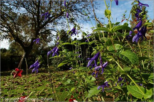 ITALY - MARTA (VT) - Giardino della Cannara - ricavato dai coniugi Mirella e Massimo Faggiani intorno alla loro casa, un'antica peschiera sul fiume Marta forse di origine etrusca.