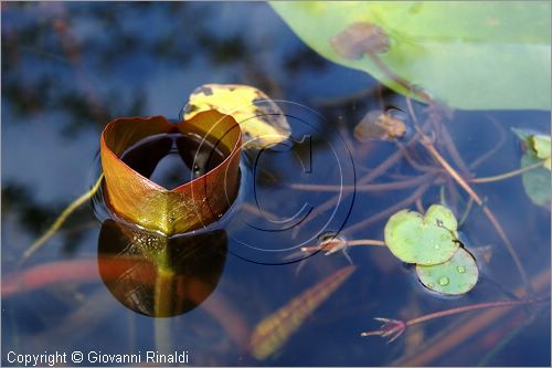 ITALY - MARTA (VT) - Giardino della Cannara - ricavato dai coniugi Mirella e Massimo Faggiani intorno alla loro casa, un'antica peschiera sul fiume Marta forse di origine etrusca.
piante acquatiche